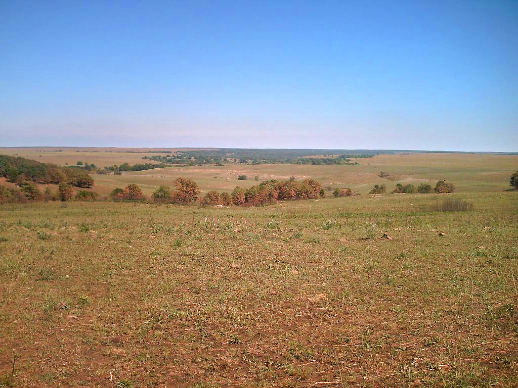 osage county tallgrass prarie in oklahoma green grass, sparse trees and evening redish sky