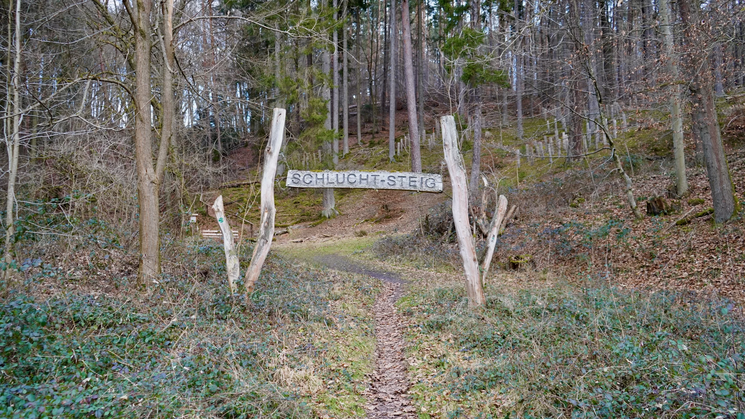 a wooden sign saying "schlucht-steig" at the Schluchtensteig entrance near kaiserslautern with trees and forest all around