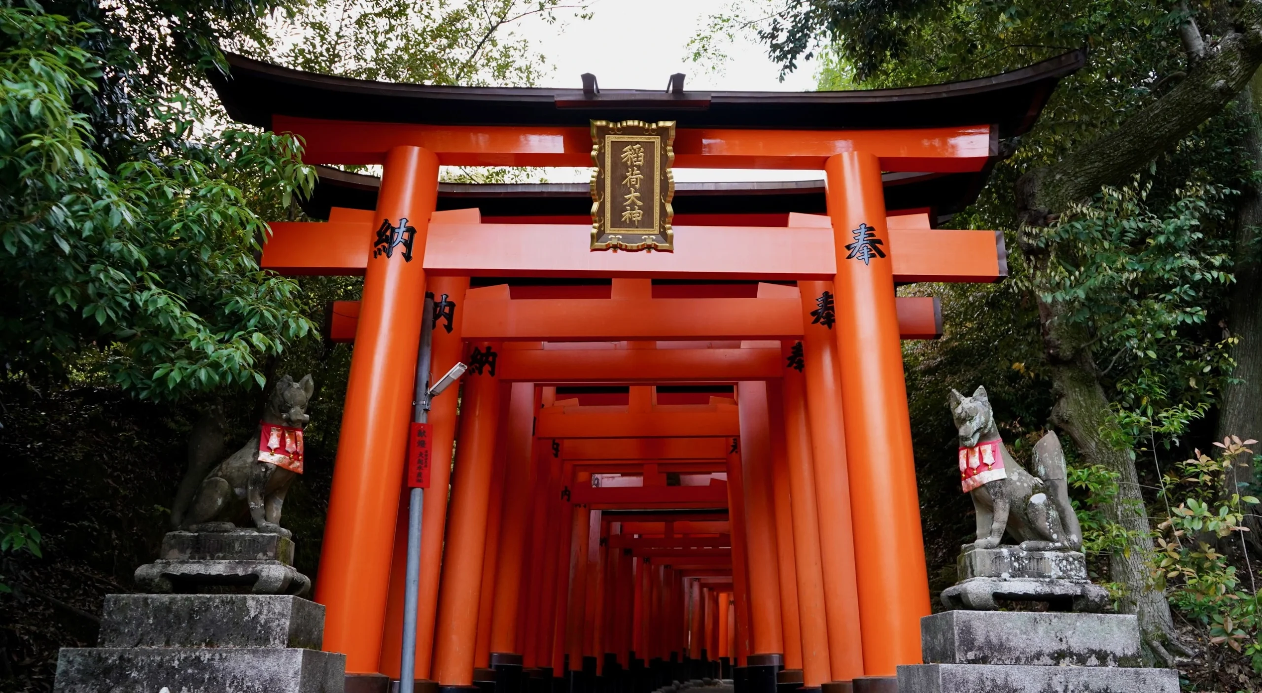 two stone dogs and orange Torri gates in Japan